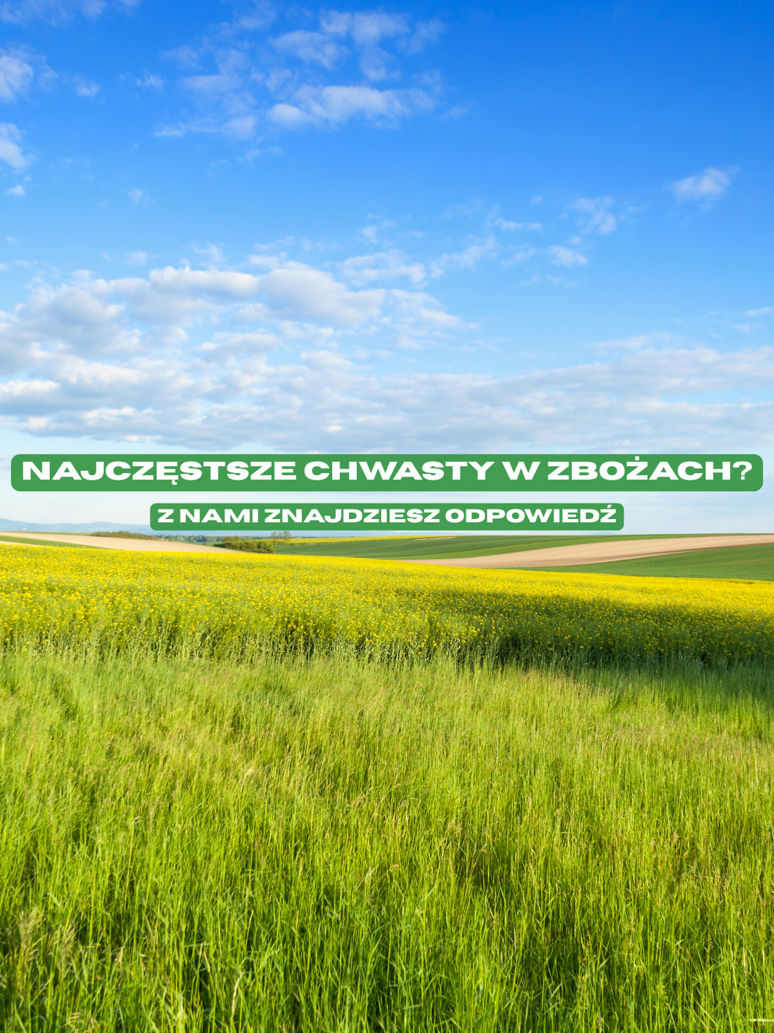 Jakie chwasty najczęściej spotykamy wiosną w zbożach?