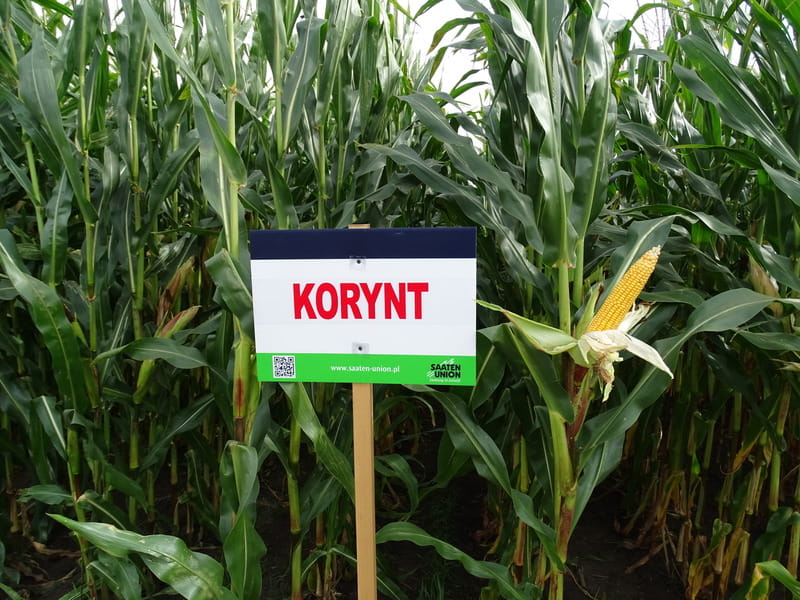 Kukurydza KORYNT