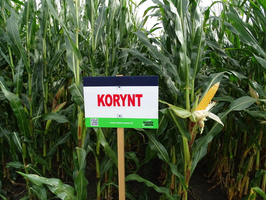 Kukurydza KORYNT